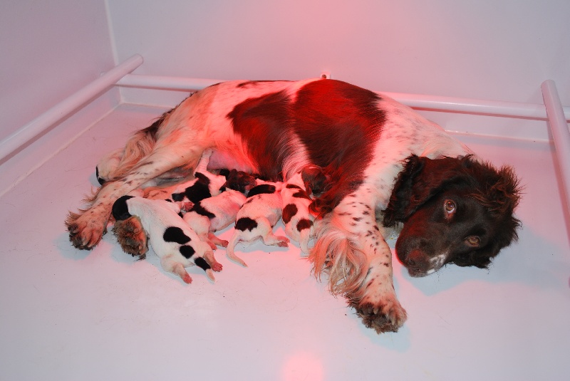 chiot English Springer Spaniel De L'Etang Aux Iris